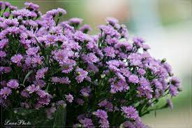 **Flowers and the Flower Market in Commerce and Consumer Trends**